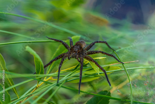 Close up of a large female raft spider guarding her nest © Magnus