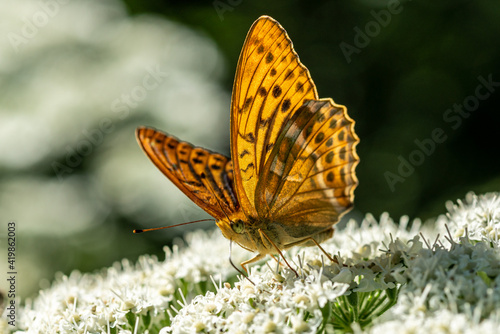 Close up of a Silver Washed Fritillary butterfly on a white flower