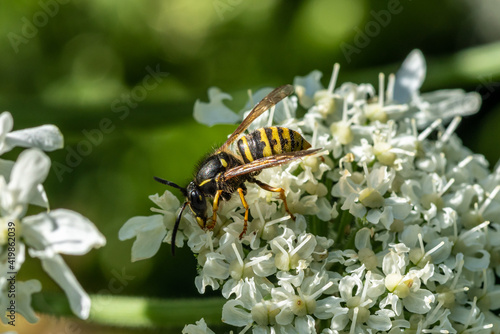 Close up of a wasp sitting on a giant cow parsley flower