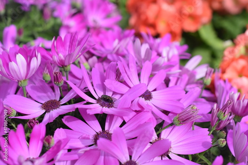 Aschenblume