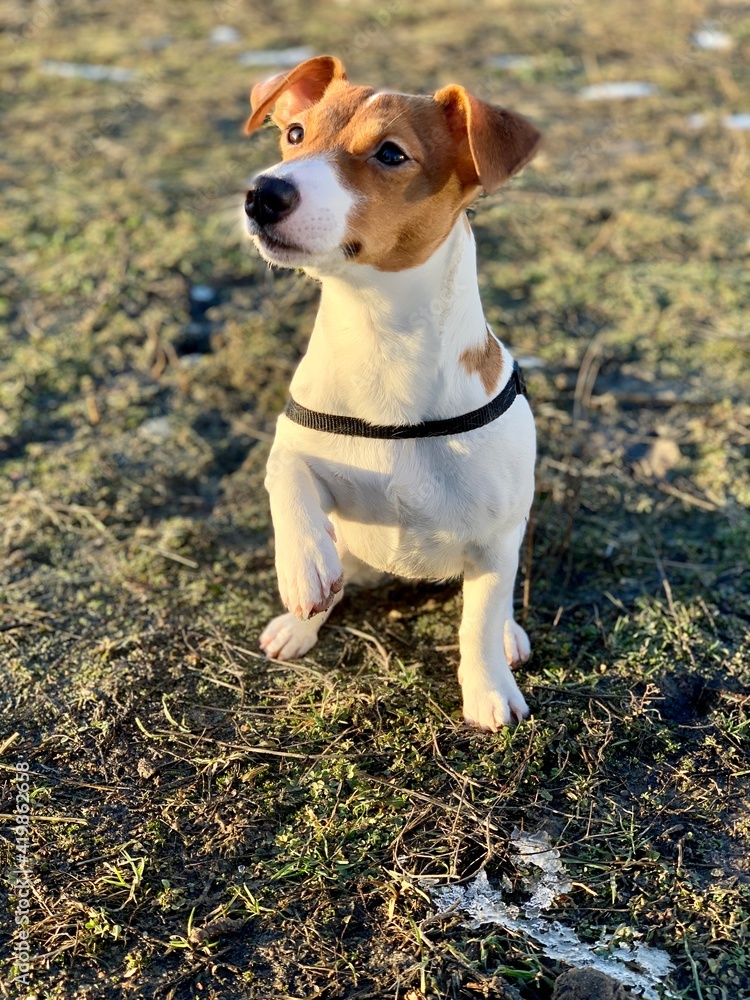 funny puppy jack russell terrier close up