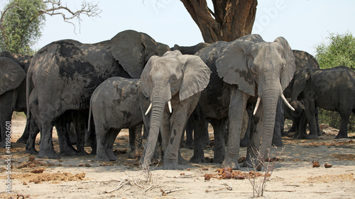 Herd of elephants gathered in the shade of a tree 