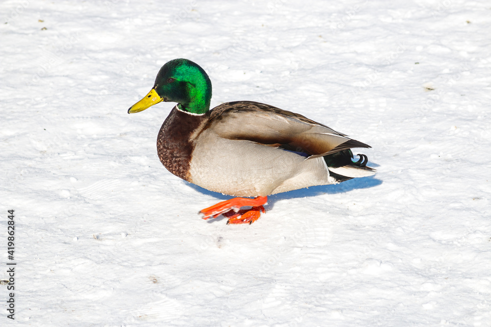 Obraz premium Ducks left to spend the winter walk in the snow in the city park. On a cold winter day, ducks sit in the snow.