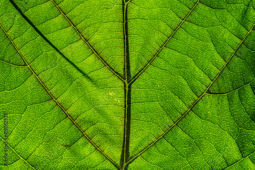Extreme close up of a backlit green leaf