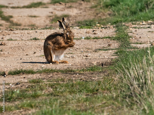 Brown Hare preening itself photo