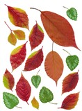 arrangement of multicolor leaves at autumn close up