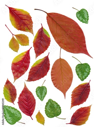 arrangement of multicolor leaves at autumn close up
