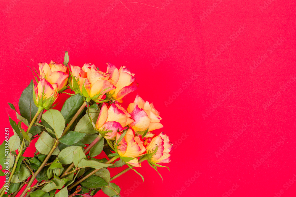 Rose flowers on a colored background Rose flowers on a colored background