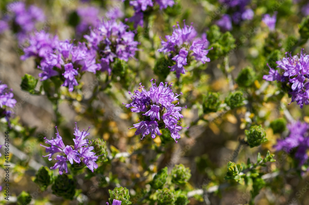 Greece Erikoussa Island, Ionian Islands, Europe, Corfu district, Heather shrubs on the Brakini beach Greece Erikoussa Island, Ionian Islands, Europe, Corfu district, Heather shrubs on the Brakini beach