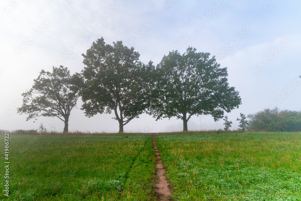 Three trees in the meadow and footpath