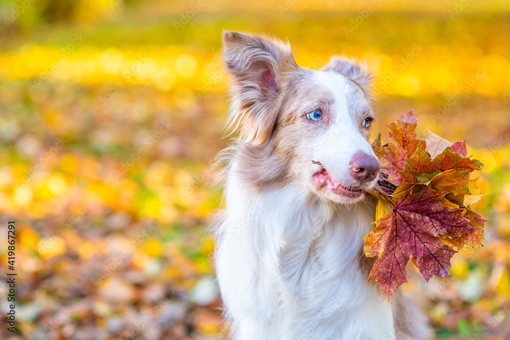 Adult Border collie dog holds autumn leaves in it mouth at a park. Empty space for text Adult Border collie dog holds autumn leaves in it mouth at a park. Empty space for text