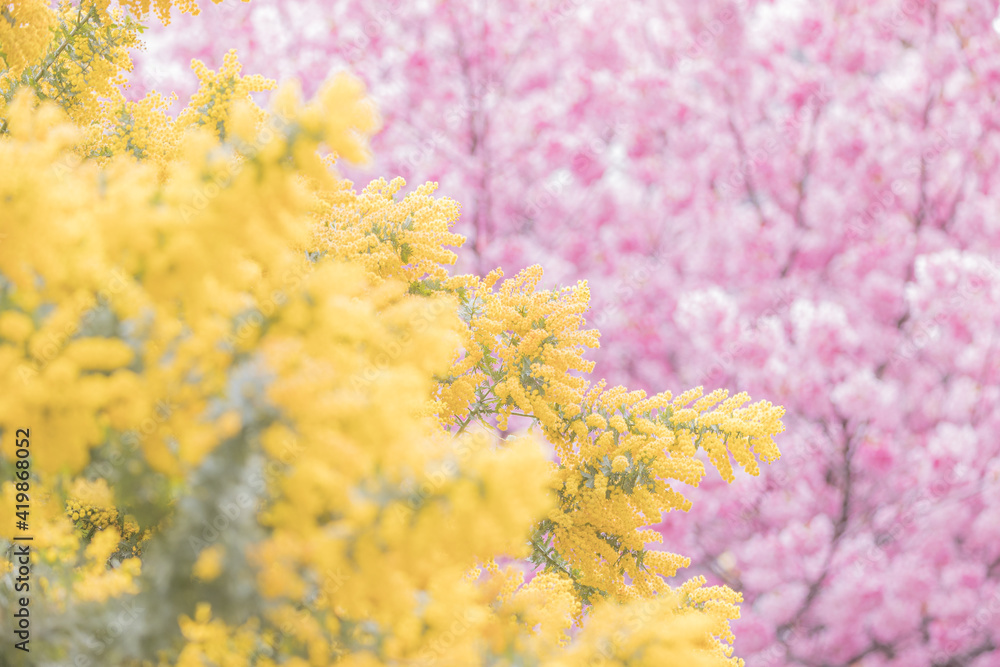初春の桜とミモザ