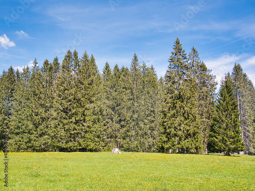 A coniferous forest and a tree stump on a meadow on a sunny day, near Saint-Imier in the canton of Jura, Switzerland photo