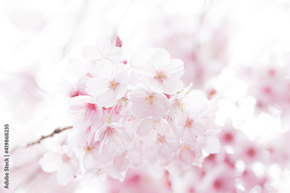 初春の桜