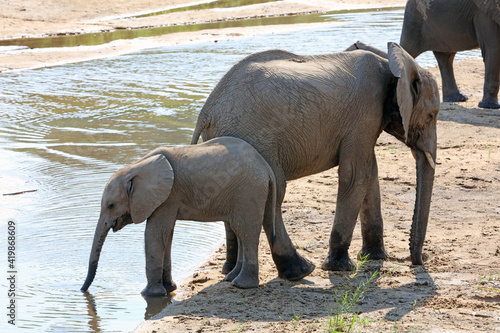 Young elephants by a river  South Africa 