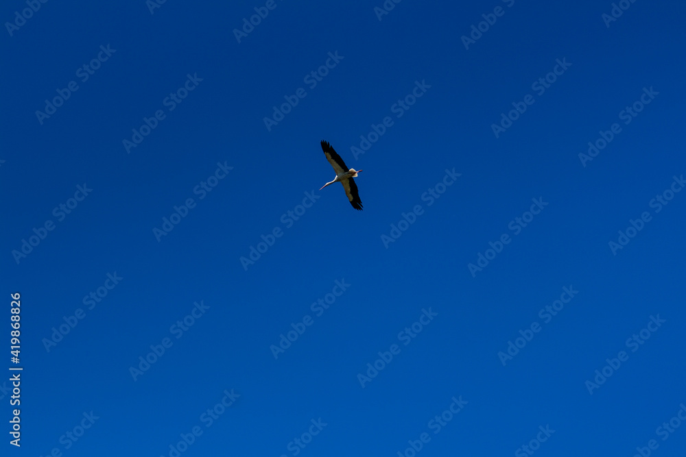 Stork soaring in the blue sky with white clouds Stork soaring in the blue sky with white clouds