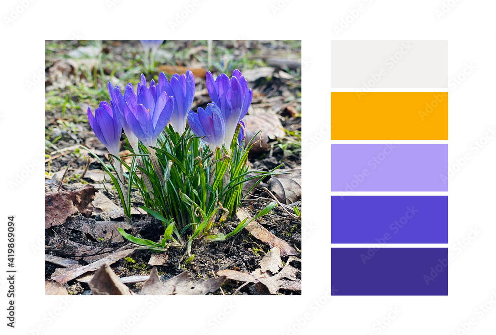 Color Palette Inspired by nature. Color Scheme. Stock Photo | Adobe Stock