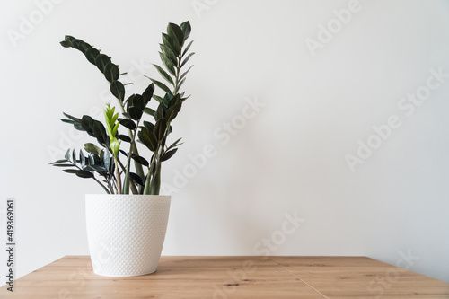 Plant Dollar tree in white pot on white background. High-quality photo