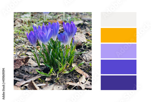 Color Palette Inspired by nature. Color Scheme.