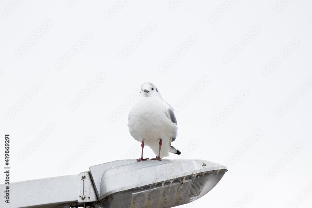 Obraz premium 街灯に停まるカモメ