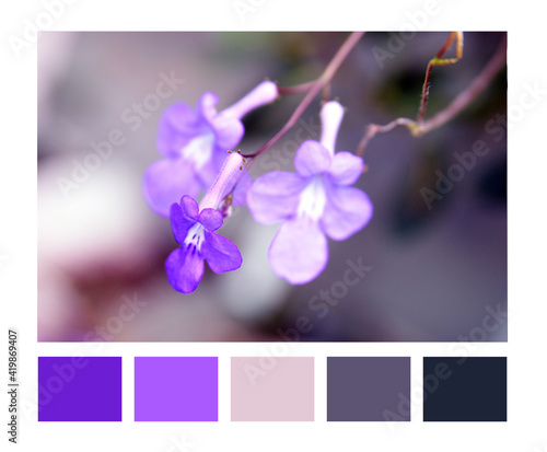 Color Palette Inspired by nature. Color Scheme.