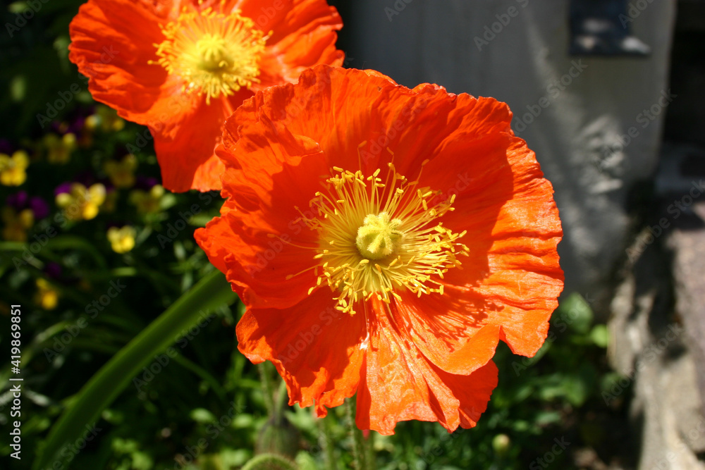 zwei rote und weit geöffnete Mohnblüten im Sonnenschein zwei rote und weit geöffnete Mohnblüten im Sonnenschein