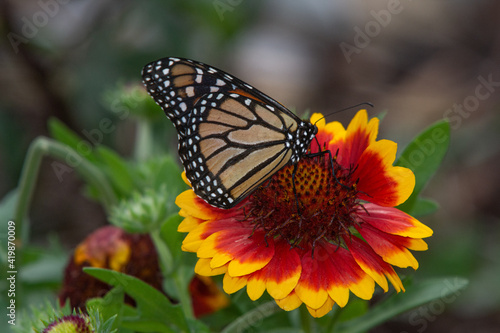Monarch butterfly, Danaus plexipus, on red and yellow blanket flower, Gaillardia X Grandiflora © John