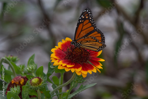 Monarch butterfly, Danaus plexipus, on red and yellow blanket flower, Gaillardia X Grandiflora