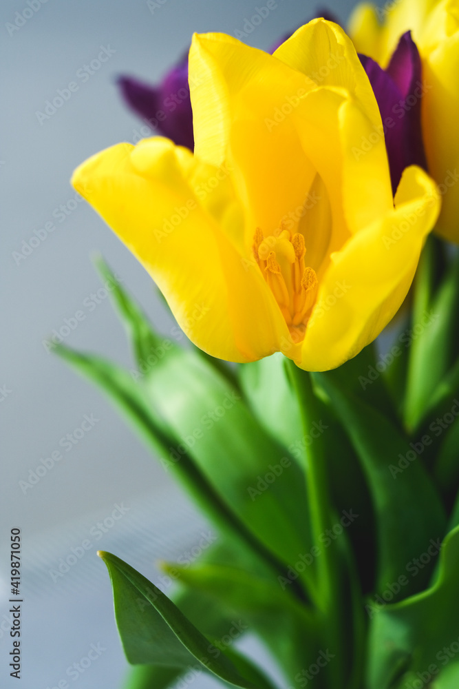 Lilac purple tulip flowers on table. Spring bouquet flowers in vintage vase. Floral concept. Floral background. White decoration and light background Lilac purple tulip flowers on table. Spring bouquet flowers in vintage vase. Floral concept. Floral background. White decoration and light background
