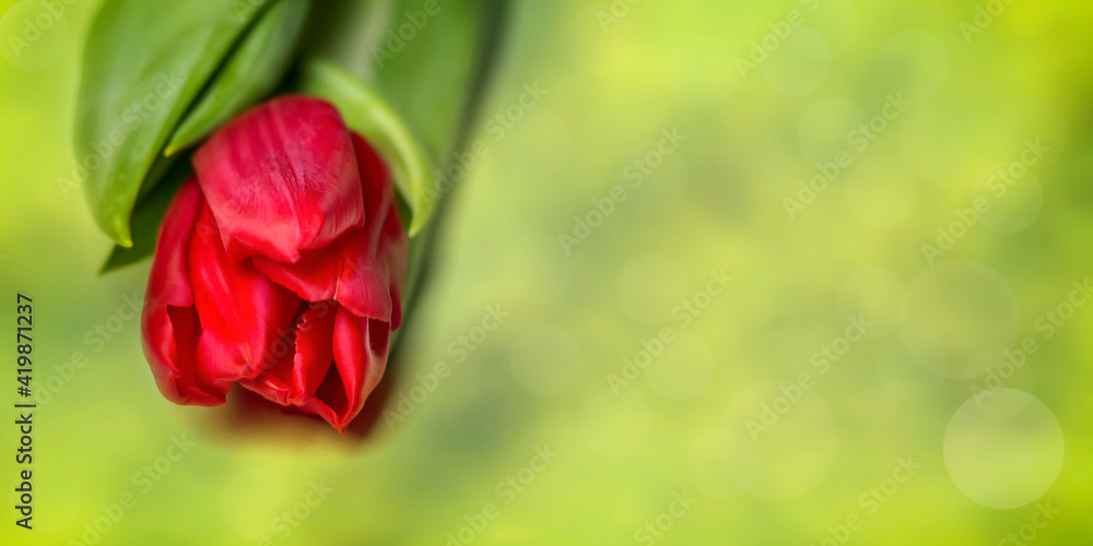 Obraz premium Bud of a red tulip on a green background with place for text.