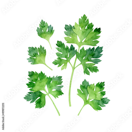 Watercolor isolated fresh parsley on white background