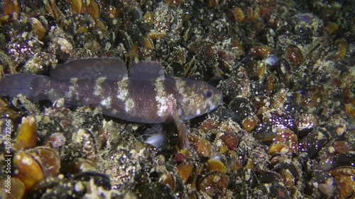 Rock goby fish (Gobius paganellus) on the seabed among mussels. photo