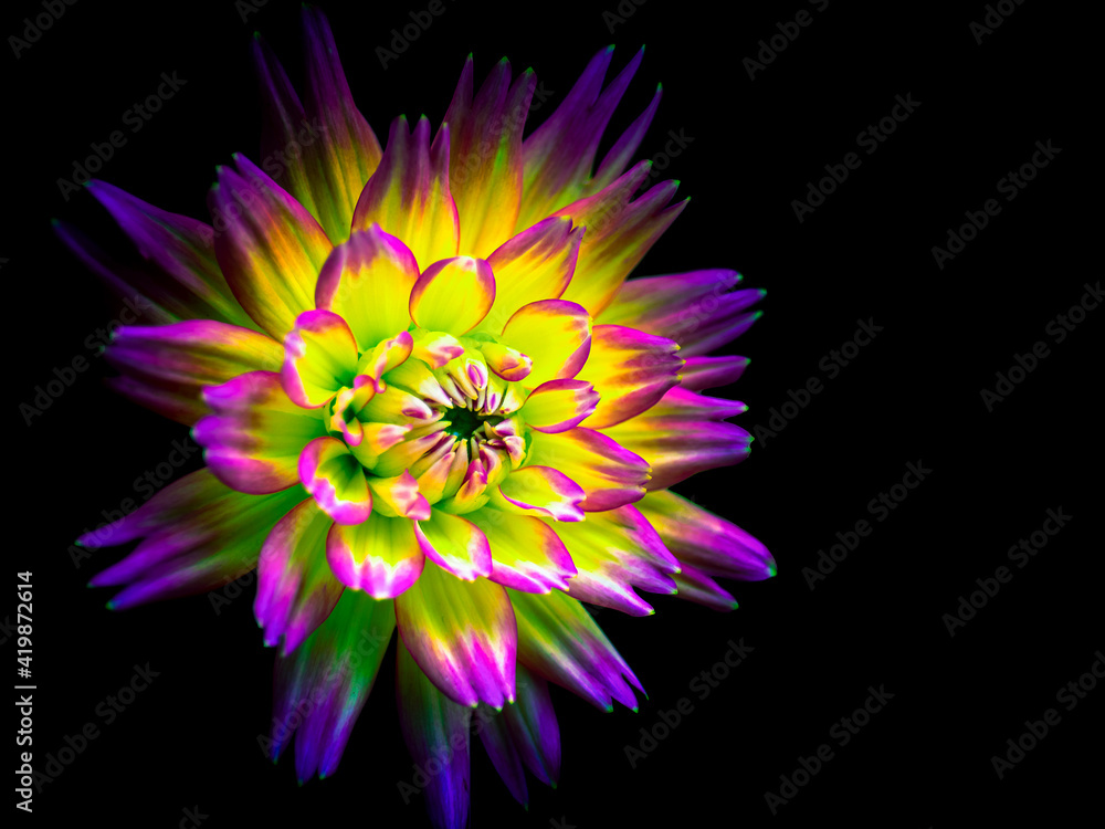 Obraz premium Fleurs roses dahlia multicolores