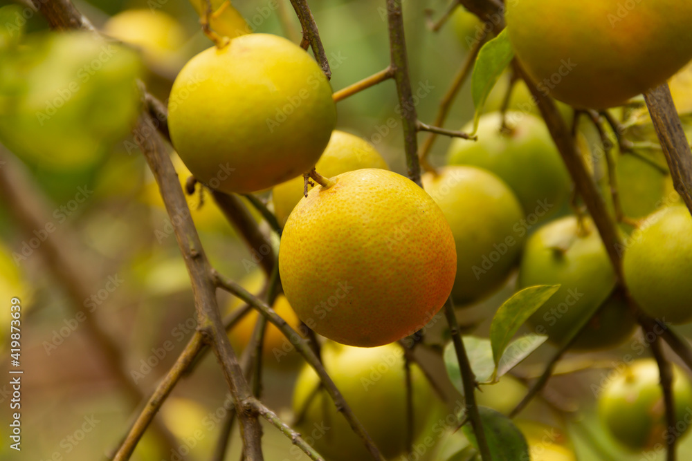 Growing citrus fruit, orange or limão rosa in tree, at a farm, showing leaves  and twigs.