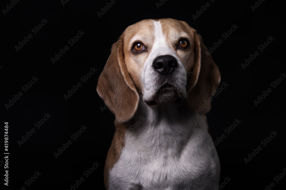 Beagle, Studio-Fotografie