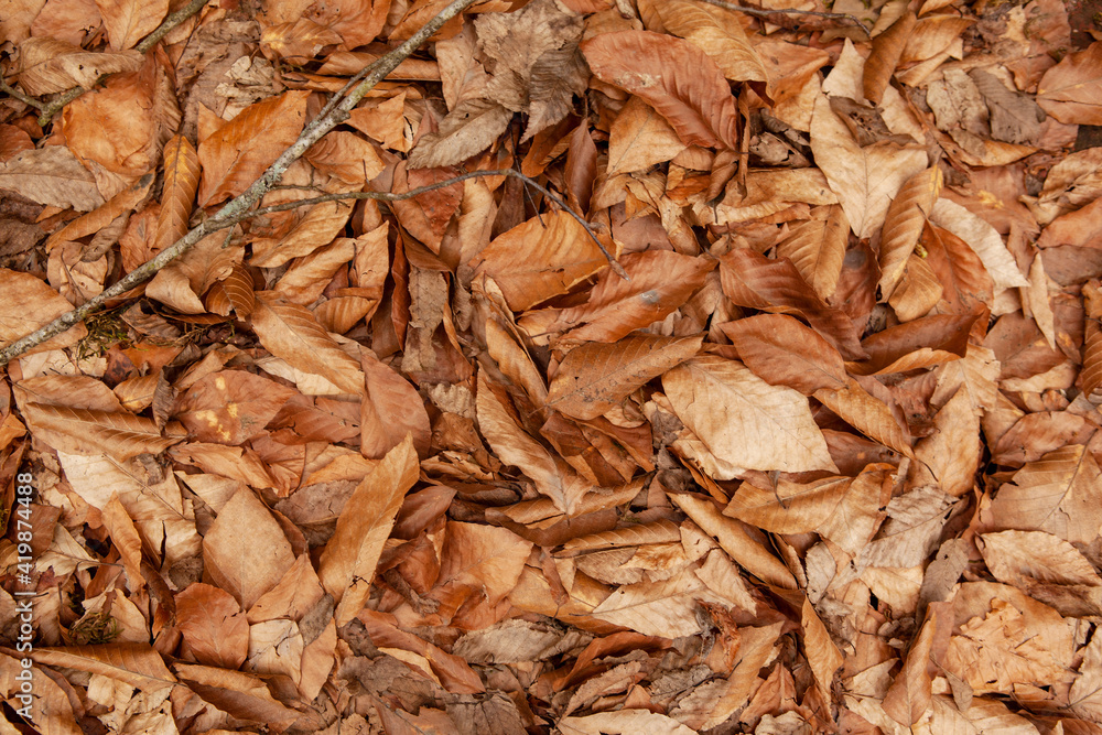 Fallen leaves of light brown color under the trees. Dry autumn leaves. Perfect to use as a background. Fallen leaves of light brown color under the trees. Dry autumn leaves. Perfect to use as a background.