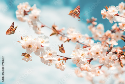Blossoming cherry branches against blue sky and flying butterflies. Spring background. Soft focus