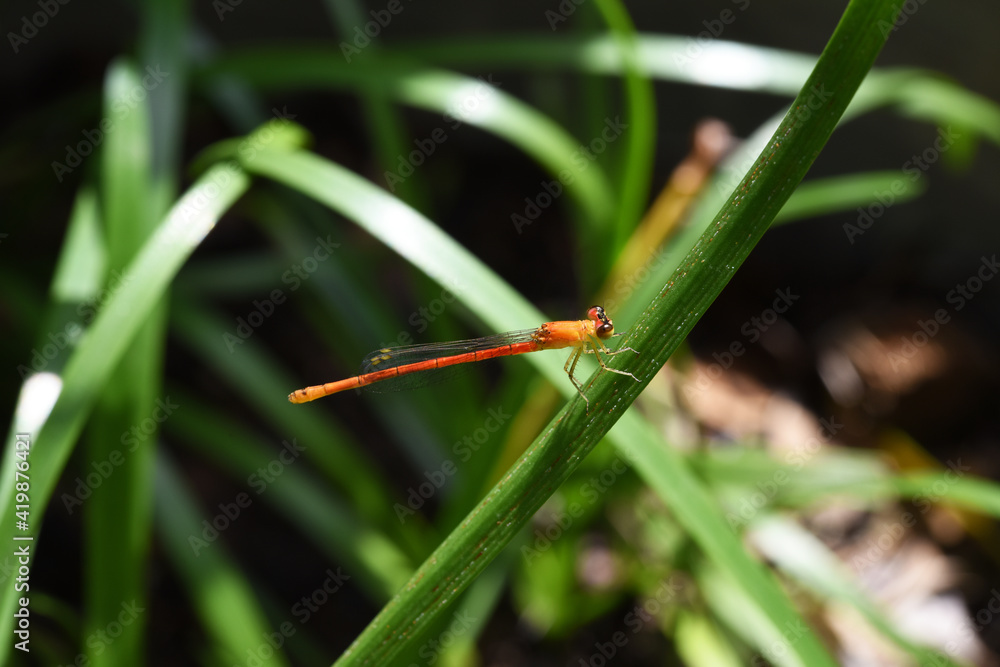orange Needle Dragonfly hold on a grass leaf , wildlife