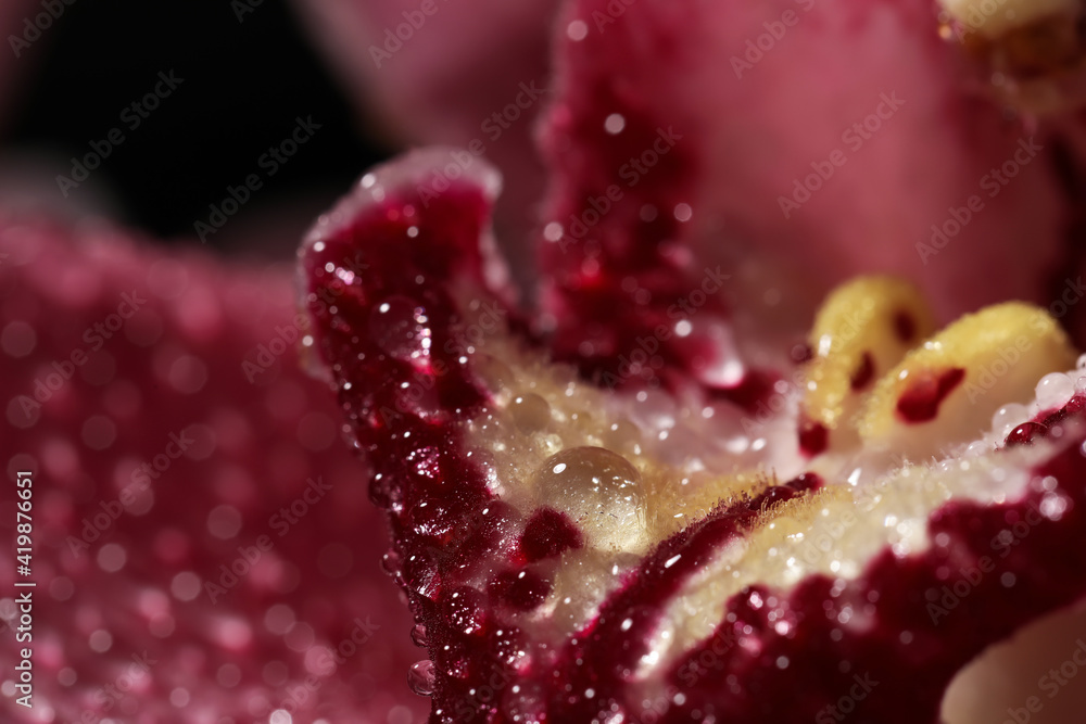 Closeup view of beautiful blooming flower with dew drops as background Closeup view of beautiful blooming flower with dew drops as background