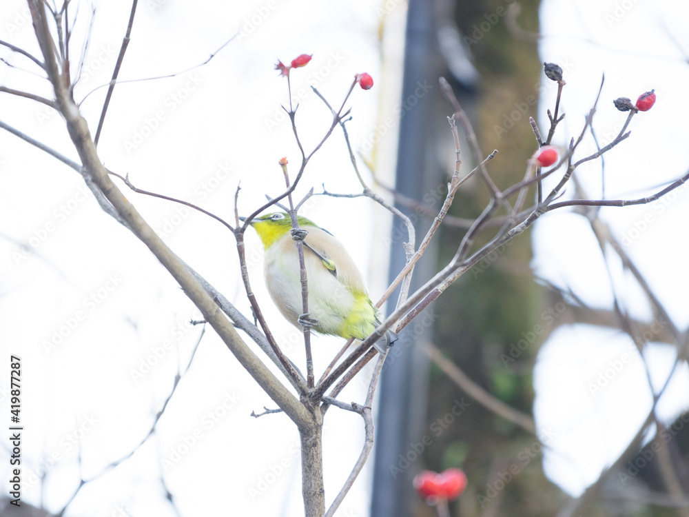 冬のメジロと赤い実