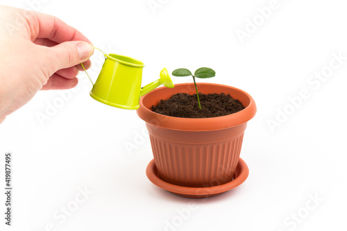 Female hand watering lemon tree sprout in pot with watering can. Watering young seedling at home. Gardening and ecology concept.