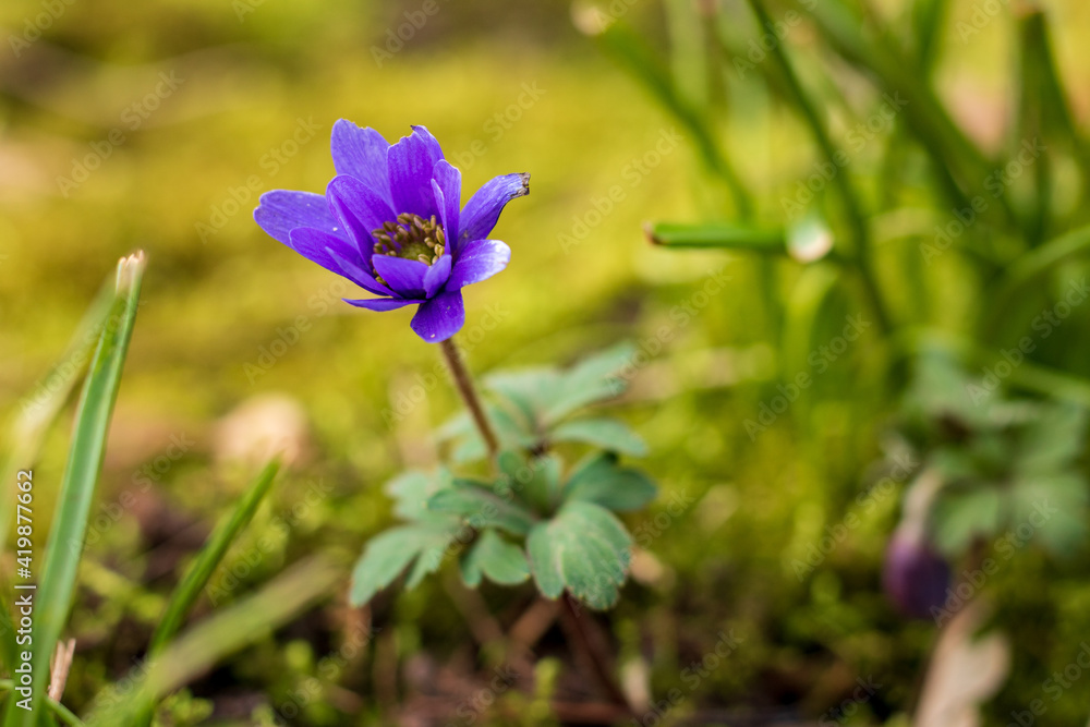 Close up of purple flowering Anemone against green background