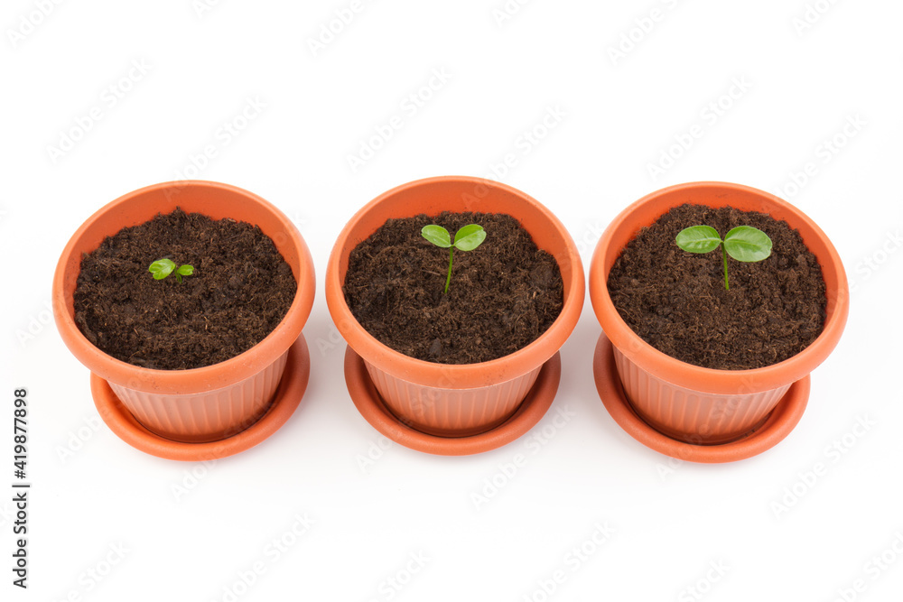 Young plant in small flowerpot. Growing seedlings.Gardening and ecology concept. Young plant in small flowerpot. Growing seedlings.Gardening and ecology concept.