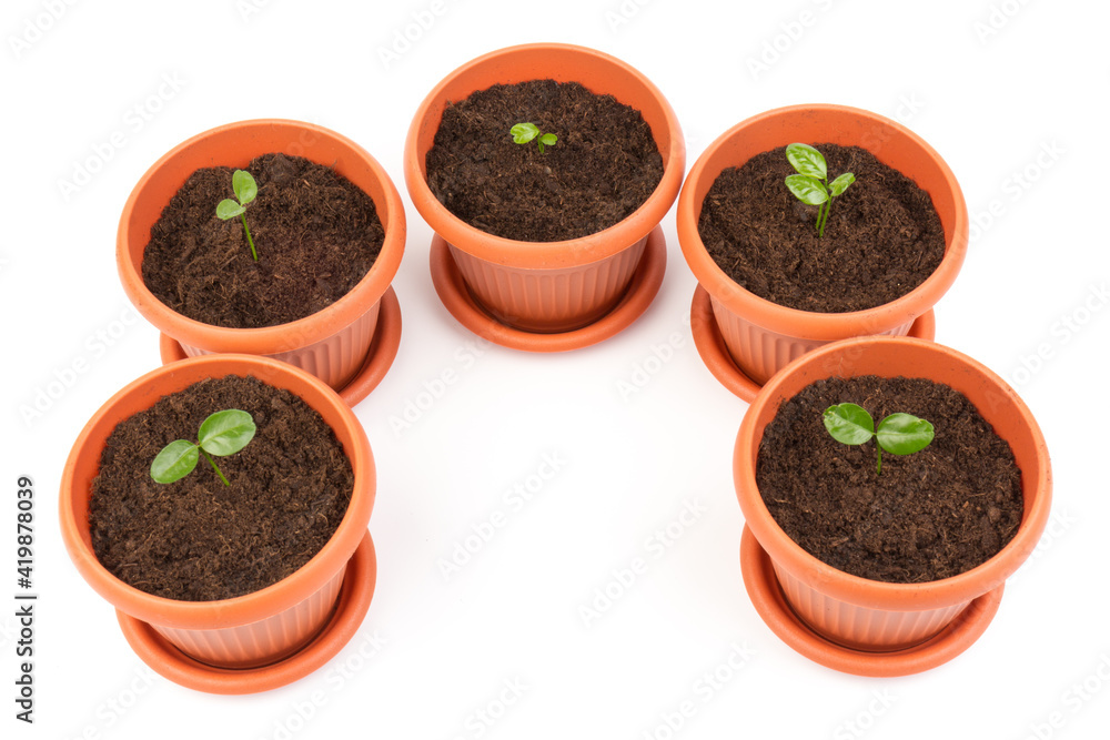 Young plant in small flowerpot. Growing seedlings.Gardening and ecology concept. Young plant in small flowerpot. Growing seedlings.Gardening and ecology concept.