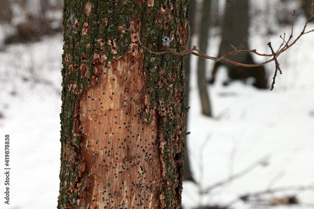 Fototapeta premium old dry tree shot with a gun