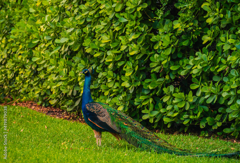 Obraz premium garden green peacock animal colors blue 