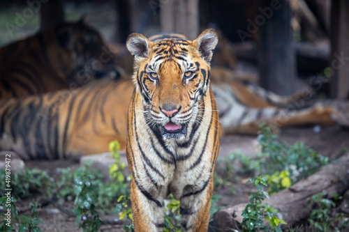 A hungry Bengal tiger looks at the photographer.