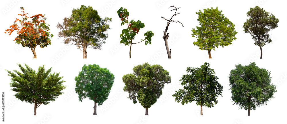 Fototapeta premium isolated tree green set is located on a white background. Collection of isolated tree green on white background Tropical tree