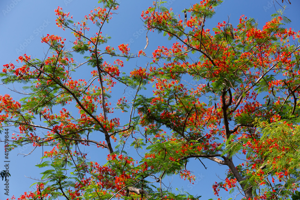 Flamboyant flowers blooming under clear blue sky, Delonix regia (Hook.) Raf. Flamboyant flowers, red, orange, yellow a deciduous tree with a pod. The full flowering time is very beautiful. Flamboyant flowers blooming under clear blue sky, Delonix regia (Hook.) Raf. Flamboyant flowers, red, orange, yellow a deciduous tree with a pod. The full flowering time is very beautiful.