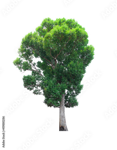 isolated tree  is located on a white background. Collection of isolated tree on white background Tropical tree